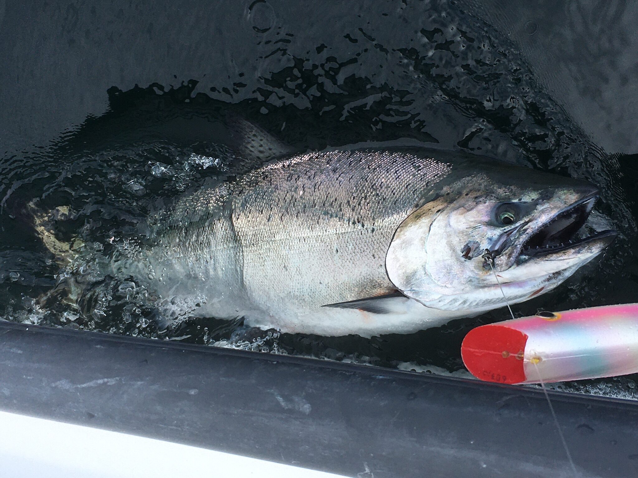 Salmon & Sea Trout Fishing - William Powell Sporting